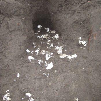 Recent uitgekomen schildpaddennest Tortuguero